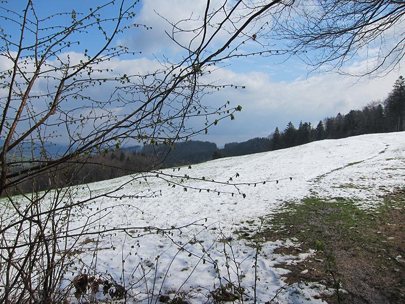 wiesenwienerwald